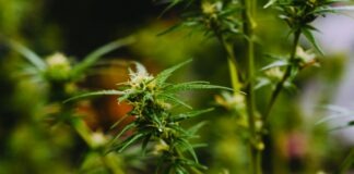 shallow focus photography of green leaves