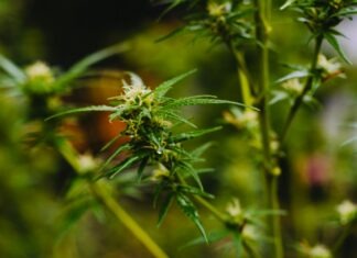 The Role of OG Kush in Cannabis Education and Research shallow focus photography of green leaves