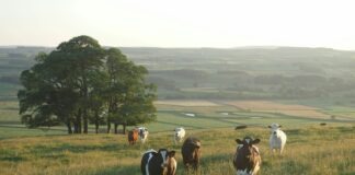 black-and-white cattle