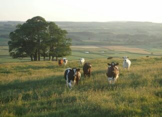 black-and-white cattle