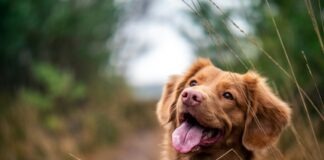 medium-coated brown dog during daytime