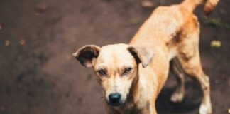 short-coated fawmn dog on dirt at daytime