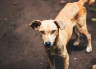 Dog Bite Lawyer: The Legal Support for Dog Bite Victims in Wisconsin short-coated fawmn dog on dirt at daytime