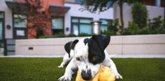 white and black American pitbull terrier bit a yellow pig toy lying on grass outdoor during daytime