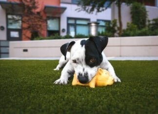white and black American pitbull terrier bit a yellow pig toy lying on grass outdoor during daytime