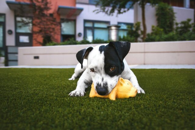 Photo by Justin Veenema white and black American pitbull terrier bit a yellow pig toy lying on grass outdoor during daytime