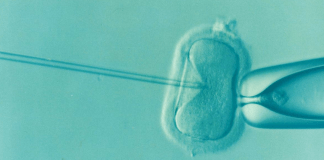 ivf, fertility, infertility, microfertilization, ovum, male infertility