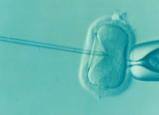 What do stability and durability in vitrification mean during an IVF process? ivf, fertility, infertility, microfertilization, ovum, male infertility