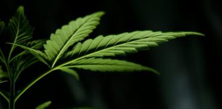 macro photography of green leaf