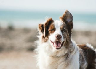 How Chaga Mushroom Extract Helps Dogs Manage Cancer Symptoms white and brown long coat large dog
