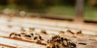 black and brown bee on brown wooden surface during daytime