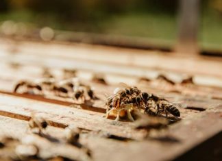 What Are the Most Effective and Safe Ways to Handle Termites at Home? black and brown bee on brown wooden surface during daytime