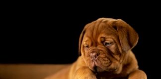 brown short coated puppy on wooden box