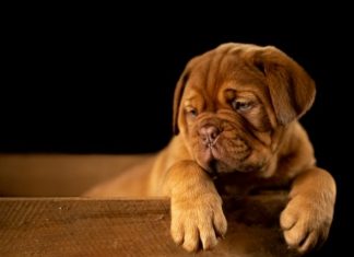 Top Reasons to Choose CBD Spray for Dogs with Seasonal Allergies brown short coated puppy on wooden box