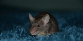 a small rodent in the snow