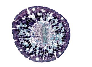 The Power of Stem Cells: Exploring Their Potential for Healing