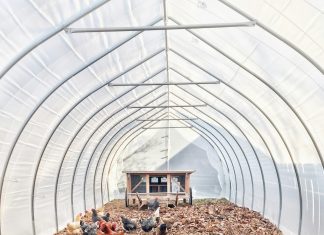 Maximizing Comfort in Large Coops: Expert Tips flock of chickens