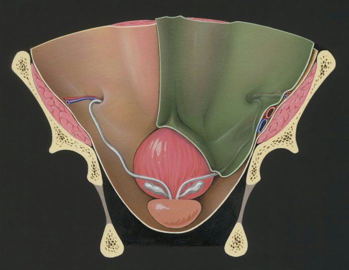 Photo by Europeana a painting of a woman's breast showing the utensils