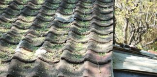 A bird sitting on top of a roof next to a building