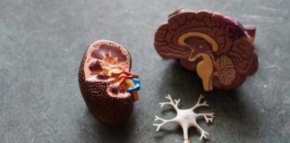 brown human organs learning equipment