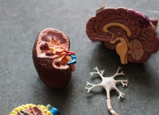 How to Spot the Silent Signals of Neurological Trouble brown human organs learning equipment