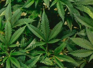 Ohio Medical Cannabis: Your Complete Guide to Products, Doctors, and Getting Certified with MMJ.com green leaves in close up photography