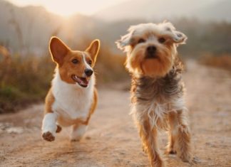 Hot Paws, Hotter Days: Recognizing and Preventing Heat Exhaustion in Pets two brown and white dogs running dirt road during daytime