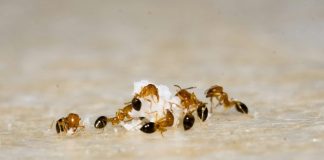 brown and black fire ant on brown sand during daytime