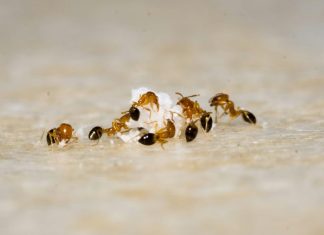 10 Natural Ways to Keep Ants Out of Your Condo’s Kitchen brown and black fire ant on brown sand during daytime