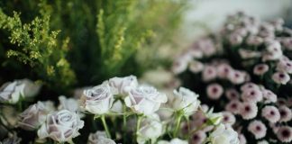 white roses in tilt shift lens