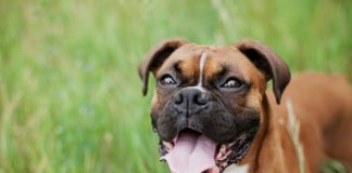 short-coated brown dog on green grass field