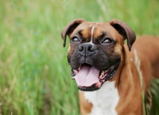 Is the Boxer the Right Dog for Your Lifestyle? short-coated brown dog on green grass field