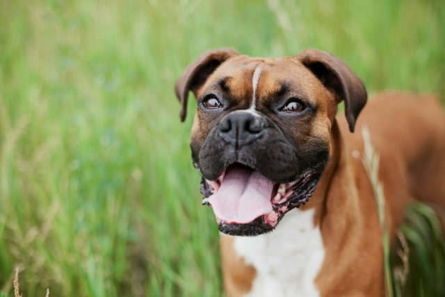 Photo by Anita Peeples short-coated brown dog on green grass field