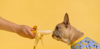 person holding yellow and white ice cream cone