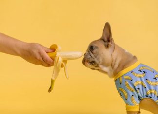 How to Create a Healthy Diet for Your Dog person holding yellow and white ice cream cone
