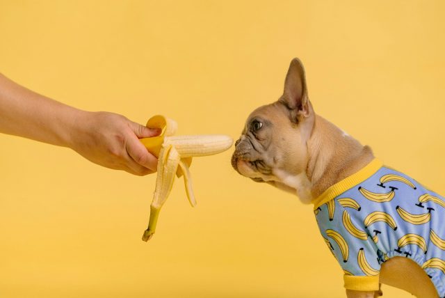Photo by Karsten Winegeart person holding yellow and white ice cream cone