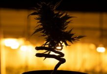The Ultimate Guide to Selecting the Best Weed Products at Your Local Dispensary a plant in a black pot with a yellow light in the background