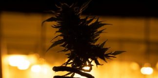 a plant in a black pot with a yellow light in the background