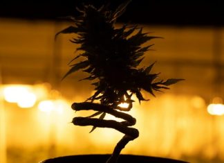 The Ultimate Guide to Selecting the Best Weed Products at Your Local Dispensary a plant in a black pot with a yellow light in the background