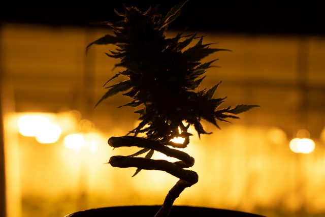 Photo by CRYSTALWEED cannabis a plant in a black pot with a yellow light in the background