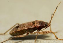 5 Signs You Have a Hidden Pest Problem in Your Home A close up of a bug on the ground