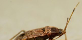 A close up of a bug on the ground