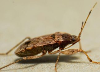 5 Signs You Have a Hidden Pest Problem in Your Home A close up of a bug on the ground