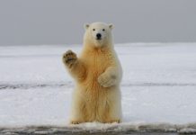 AI-Driven Wildlife Insights That Hunters Actually Use polar bear on snow covered ground during daytime