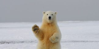 polar bear on snow covered ground during daytime