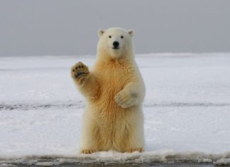 AI-Driven Wildlife Insights That Hunters Actually Use polar bear on snow covered ground during daytime