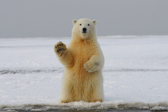 Photo by Hans-Jurgen Mager polar bear on snow covered ground during daytime