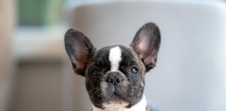 short-coated white and black puppy