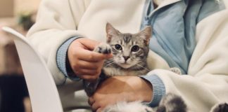 person holding silver tabby cat