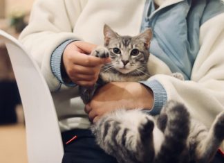 person holding silver tabby cat